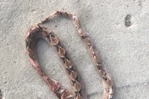 Cứu sống bệnh nhân bị rắn chàm quạp cắn