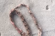 Cứu sống bệnh nhân bị rắn chàm quạp cắn