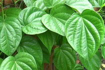 Vị thuốc dân gian từ lá trầu không