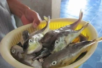 Bệnh nhân ngộ độc cá nóc thoát chết nhờ cấp cứu kịp thời