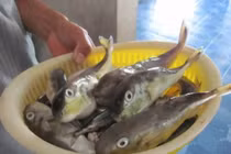 Bệnh nhân ngộ độc cá nóc thoát chết nhờ cấp cứu kịp thời