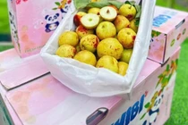 Tạm giữ hơn 250 kg trái cây nhập lậu để xử lý theo quy định