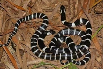 Cứu sống bé gái 7 tuổi bị rắn bò từ điều hoà ra cắn 