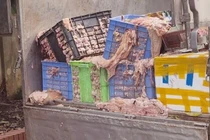 Phát hiện hơn 2 tấn mỡ và da bò không rõ nguồn gốc