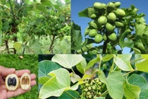 3 trẻ tò mò ăn quả lạ bị ngộ độc phải nhập viện cấp cứu