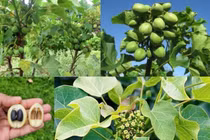 3 trẻ tò mò ăn quả lạ bị ngộ độc phải nhập viện cấp cứu