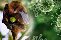 Hà Nội tăng cường kiểm dịch phòng chống virus Nipah