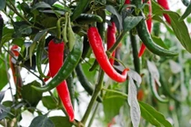 Lợi ích bất ngờ của ớt trong phòng bệnh, giảm cân