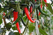 Lợi ích bất ngờ của ớt trong phòng bệnh, giảm cân