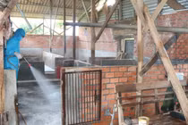 Phát hiện ổ dịch cúm gia cầm H5N1 ở Đắk Lắk