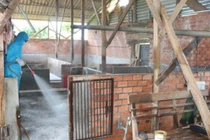 Phát hiện ổ dịch cúm gia cầm H5N1 ở Đắk Lắk