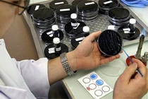 Căn bệnh nguy hiểm bùng phát tại Mỹ