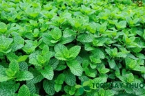 Chữa ho khan hiệu quả tại nhà với thảo dược 