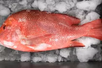 Ngộ độc ciguatoxin từ cá biển, cách phòng tránh hiệu quả