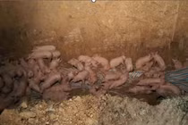 Tiêu hủy gần 200 con lợn nhiễm virus dịch tả lợn châu Phi 