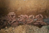 Tiêu hủy gần 200 con lợn nhiễm virus dịch tả lợn châu Phi 