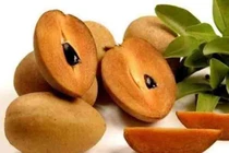 Hạt hồng xiêm nằm sâu trong phổi người đàn ông suốt 2 năm