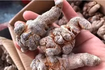 Củ tam thất có tác dụng cầm máu chữa thổ huyết