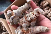 Củ tam thất có tác dụng cầm máu chữa thổ huyết