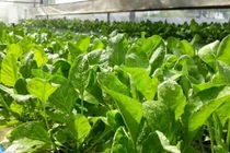 Lợi ích tuyệt vời của cải bó xôi