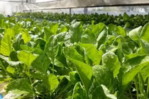 Lợi ích tuyệt vời của cải bó xôi