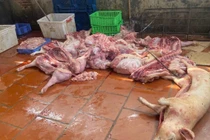 Phát hiện lợn chết, thực phẩm bẩn tại Hưng Yên trong đợt kiểm tra đột xuất