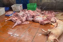 Phát hiện lợn chết, thực phẩm bẩn tại Hưng Yên trong đợt kiểm tra đột xuất