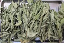 Lá ổi có nhiều công dụng tuyệt vời