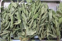 Lá ổi có nhiều công dụng tuyệt vời