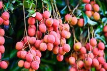 Ai không nên ăn vải?