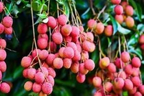 Ai không nên ăn vải?