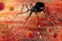 Thái Lan ghi nhận gia tăng số ca nhiễm virus Zika 
