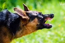 Không tiêm phòng dại, bé 14 tuổi nguy cơ tử vong sau khi bị chó hoang cắn