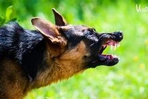 Không tiêm phòng dại, bé 14 tuổi nguy cơ tử vong sau khi bị chó hoang cắn