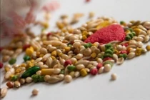 Cứu trẻ 13 tuổi uống thuốc diệt chuột Bromadiolone do giận mẹ