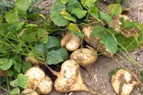 2 người hôn mê, 4 người cấp cứu sau khi ăn hạt quả cây củ đậu