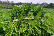 Lợi ích tuyệt vời của rau cải xoong 