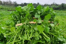 Lợi ích tuyệt vời của rau cải xoong 