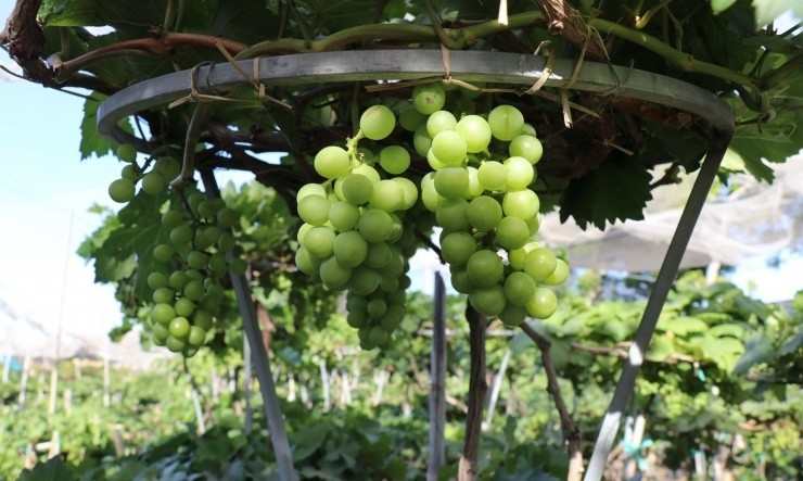 nho-canh1.jpg