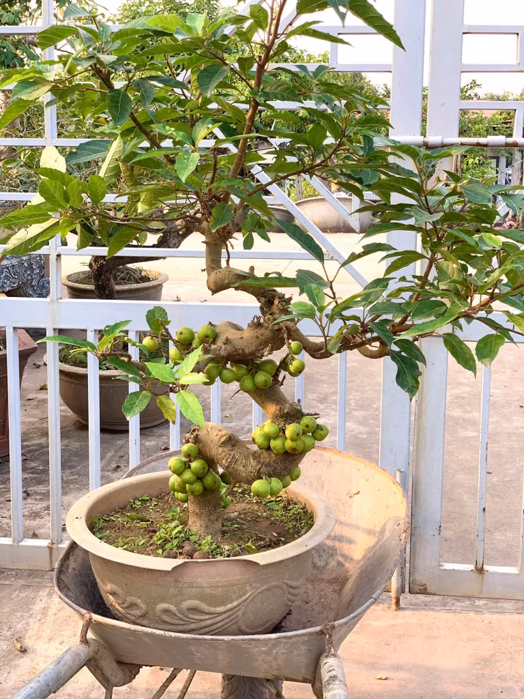 bonsai7.jpg