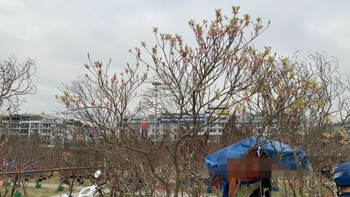 Khác với nhiều giống đào cành có thể can thiệp kỹ thuật để điều chỉnh thời gian hoa, đào chuông Yên Tử phụ thuộc lớn vào điều kiện tự nhiên. Ảnh: Dân Việt