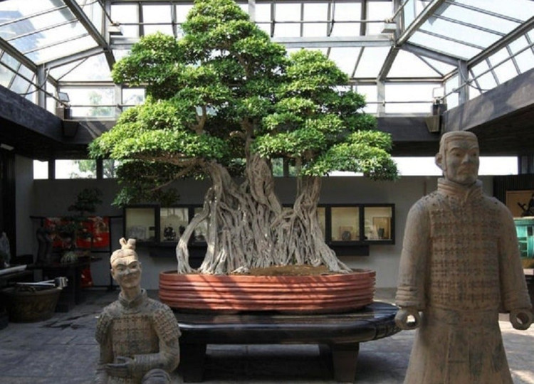 bonsai-1.jpg