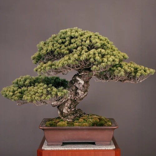 bonsai-10.jpg