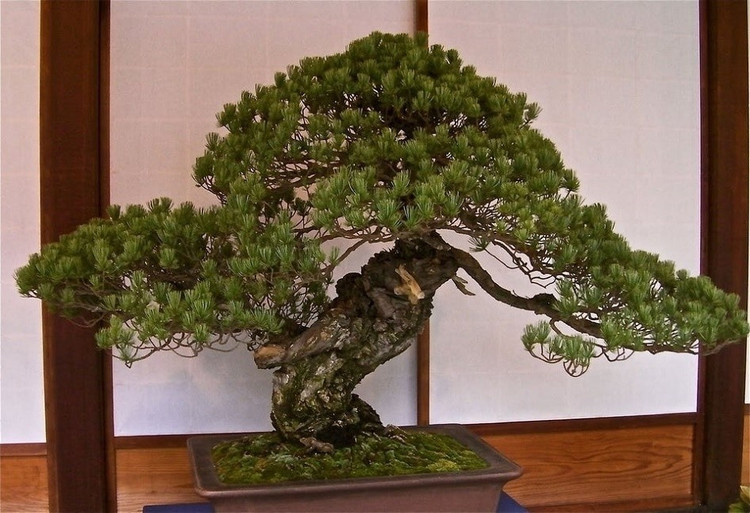 bonsai-9.jpg