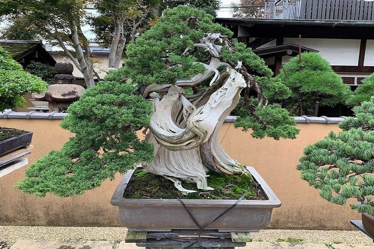 bonsai-5.jpg
