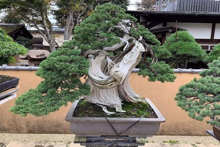 bonsai-5.jpg