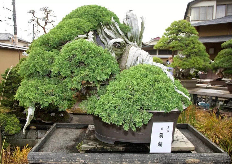 bonsai-4.jpg