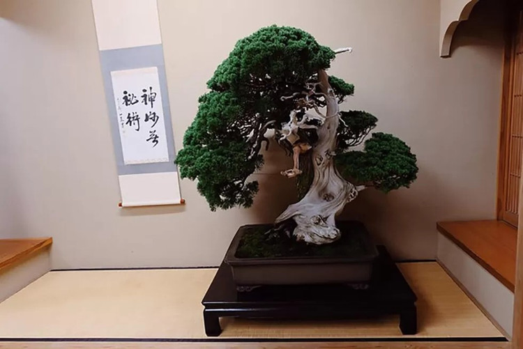 bonsai-6.jpg