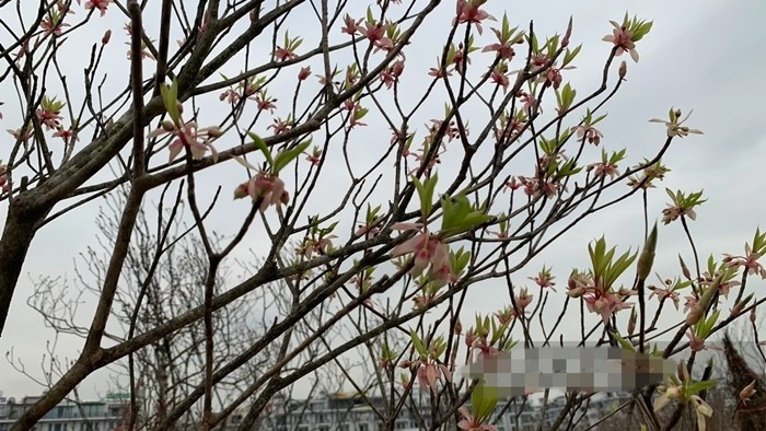 Đây là loại cây mọc tự nhiên tại khu vực núi Yên Tử, phân bố chủ yếu ở độ cao từ vài trăm mét trở lên, nơi khí hậu mát, ẩm và có sương mù dày vào mùa đông – xuân. Ảnh: Dân Việt