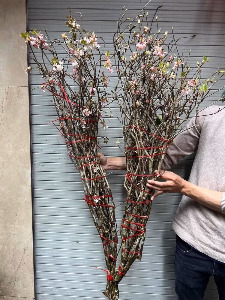 Những cành đào chuông nhỏ, ít nụ thường có giá từ vài trăm nghìn đồng/cành. Ảnh: FB Vũ Huyền